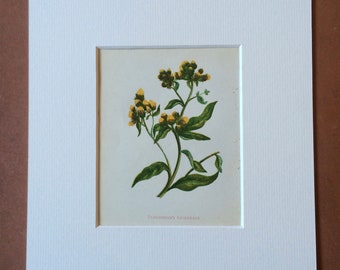 1852 Original Antique Hand-Coloured Anne Pratt Botanical Illustration - Ploughman's Spikenard - Flower - Botany - Garden - Available Framed