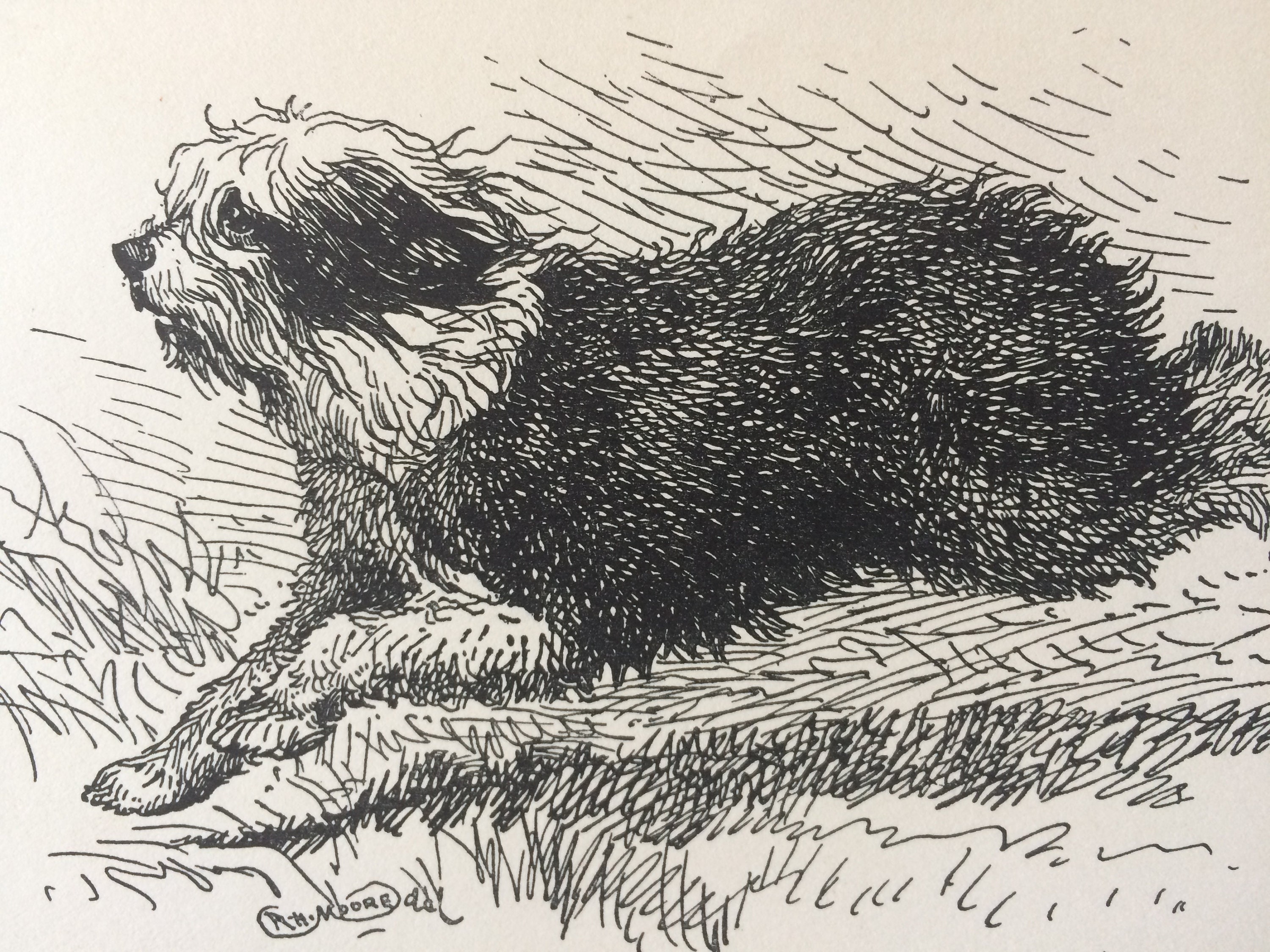 1900 Old English Sheep Dog Original Vintage Dog Illustration Animal