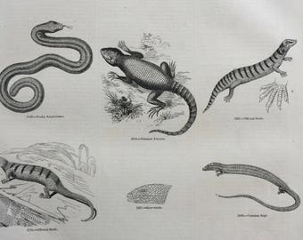 1856 Large Original Antique Lizard Engraving - Zonurus - Scink - Seps - Slow Worm - Acontias - Mabouya - Chirotes - Amphisbaena - Wall Decor