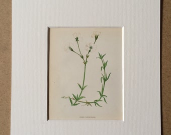 1852 Original Antique Hand-Coloured Anne Pratt Botanical Illustration - Field Chickweed - Flower - Botany - Available Framed