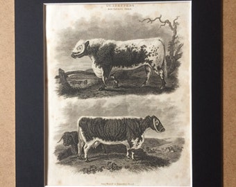 1819 Long Horned or Lancashire Breed Original Antique Engraving - Cattle Print - Agricultural Breeds - Farm Animal - Bos Taurus - Oxen