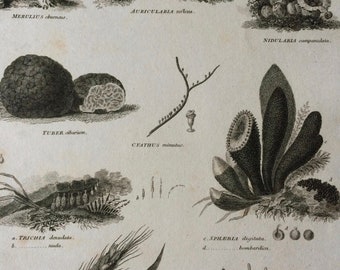 1819 Fungi Original Antique Engraving - Available Mounted and Matted - Botanical Art - Botany - Mushroom - Available Framed
