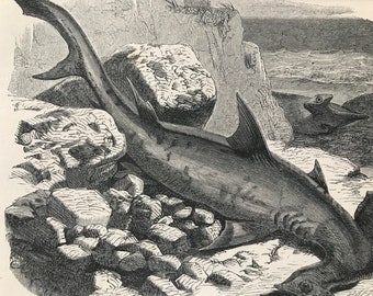 1863 Hammer-Headed Shark Original Antique Print - Fish Illustration - Marine Decor - Mounted and Matted - Available Framed