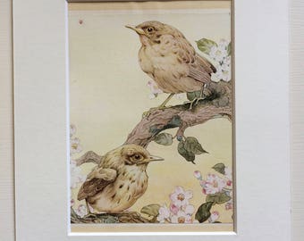 1919 Yellow Hammer Original Antique Matted Illustration by Edmund J. Detmold - Ornithology - Baby Birds - Bird Art - Decorative Wall Art