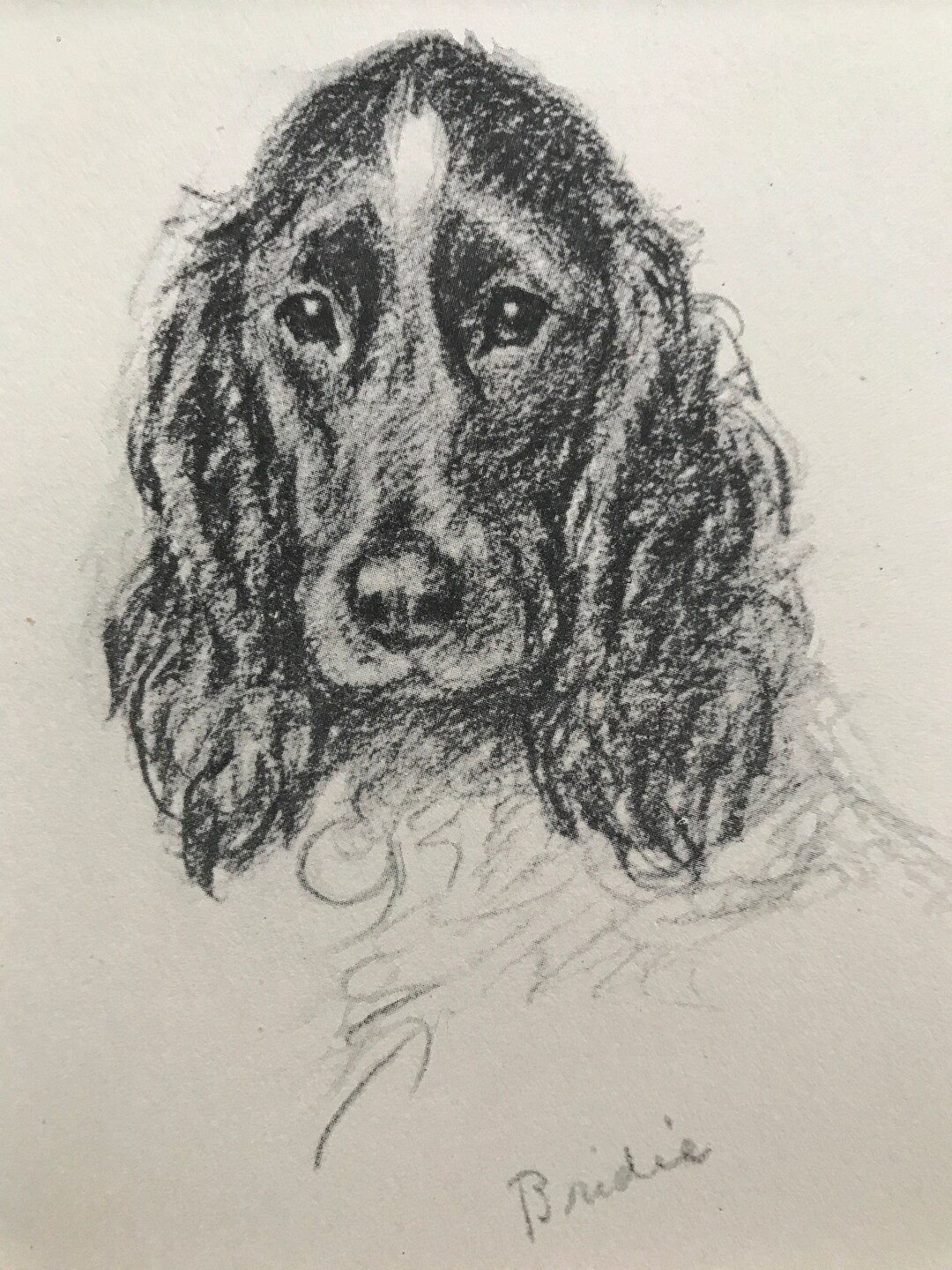 1946 Original Vintage Dog Print Lucy Dawson Spaniel Dog - Etsy