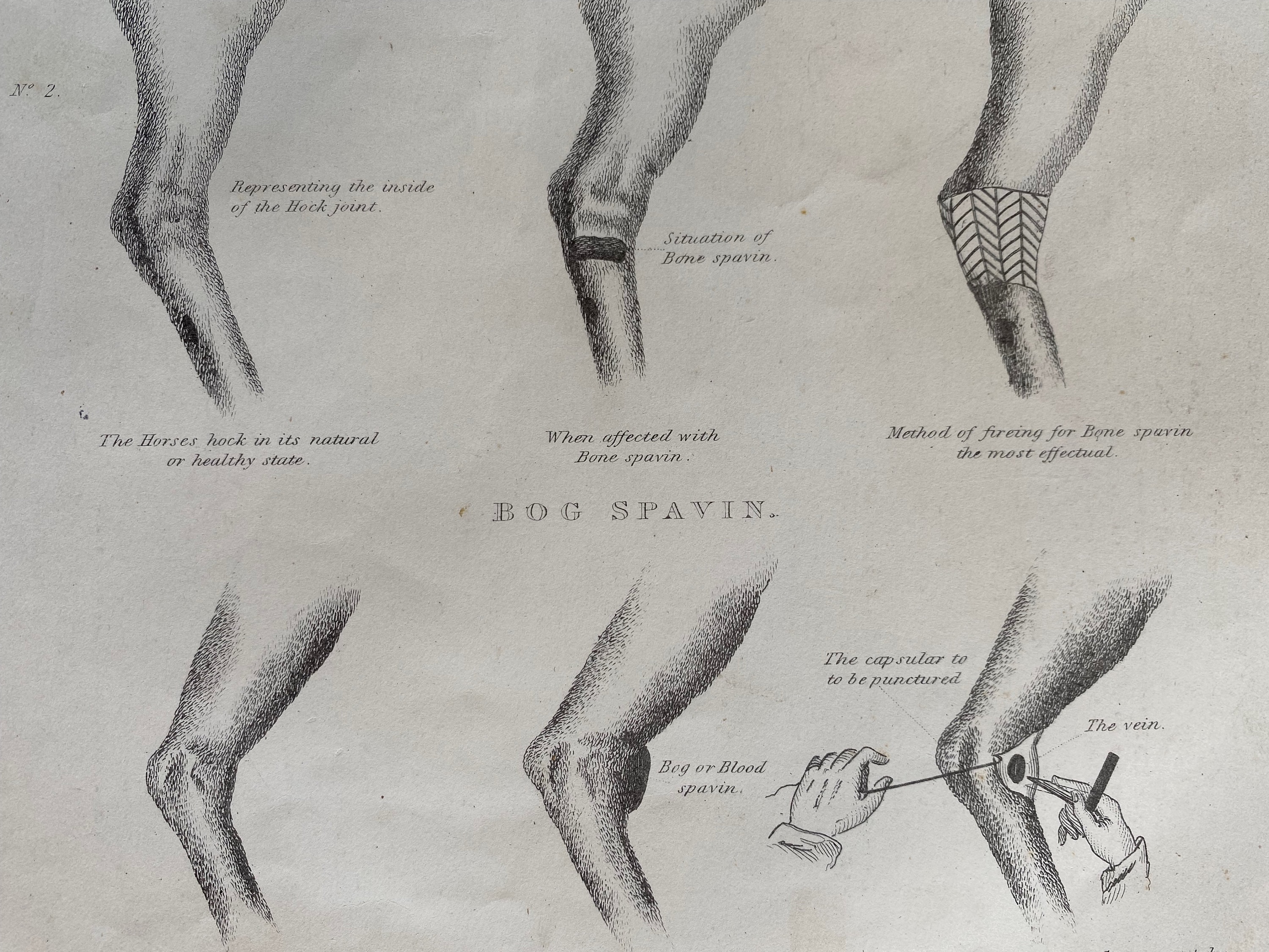 1870 Bone Spavin and Bog Spavin Original Antique Print Equine Decor Equestrian Gift Horse
