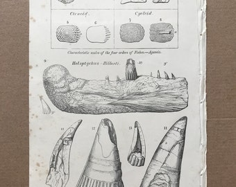 1858 Characteristic Scales of the Four Orders of Fishes - Jaw and Teeth of Sauroid Fish Original Antique Engraving - Fossil - Palaeontology