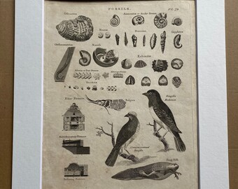 1806 Fossils, Fringilla, Frogfish, Hudsonica Original Antique Engraving - Encyclopaedia - Mounted and Matted - Available Framed