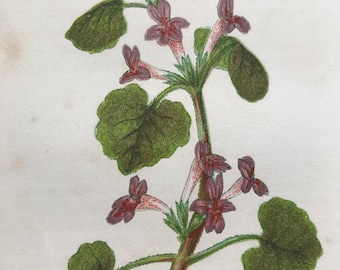 1852 Original Antique Hand-Coloured Anne Pratt Botanical Illustration - Ground Ivy - Botany - Garden - Available Framed