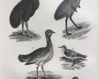 1822 Original Antique Matted Bird Engraving - Emu, Cassowary, Bustard, Sanderling, Oyster Catcher, Plover - Ornithology - Decor - Framed