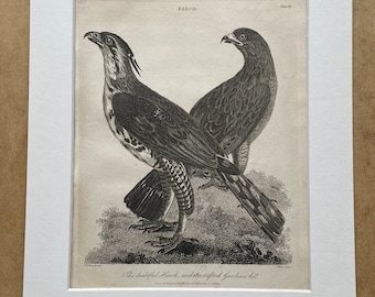 1810 The Doubtful Hawk and the Tufted Goshawk Original Antique Copperplate Engraving - Ornithology - Available Framed