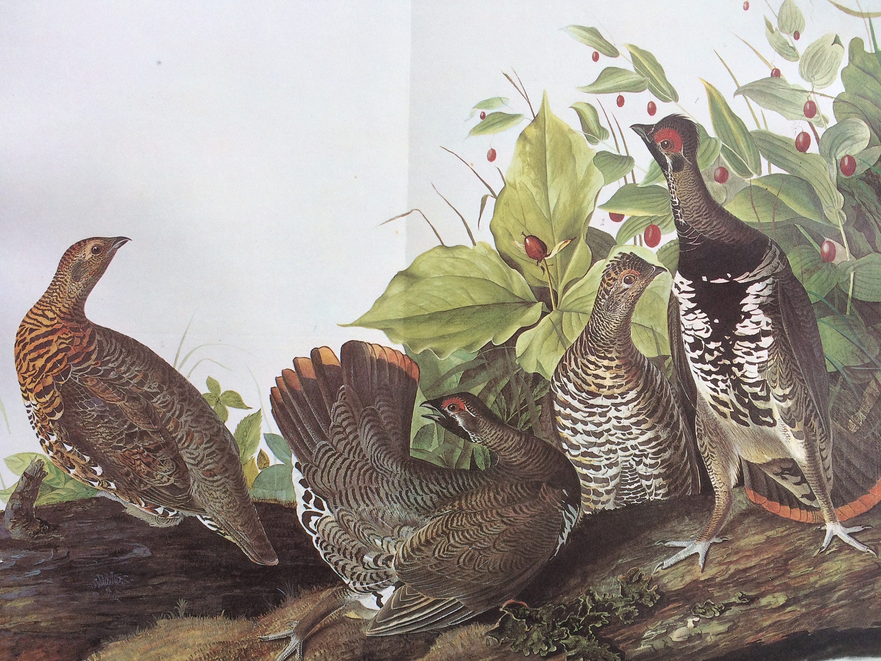 1966 SPRUCE GROUSE Original Large Vintage Audubon Print, 20 x 13 inches