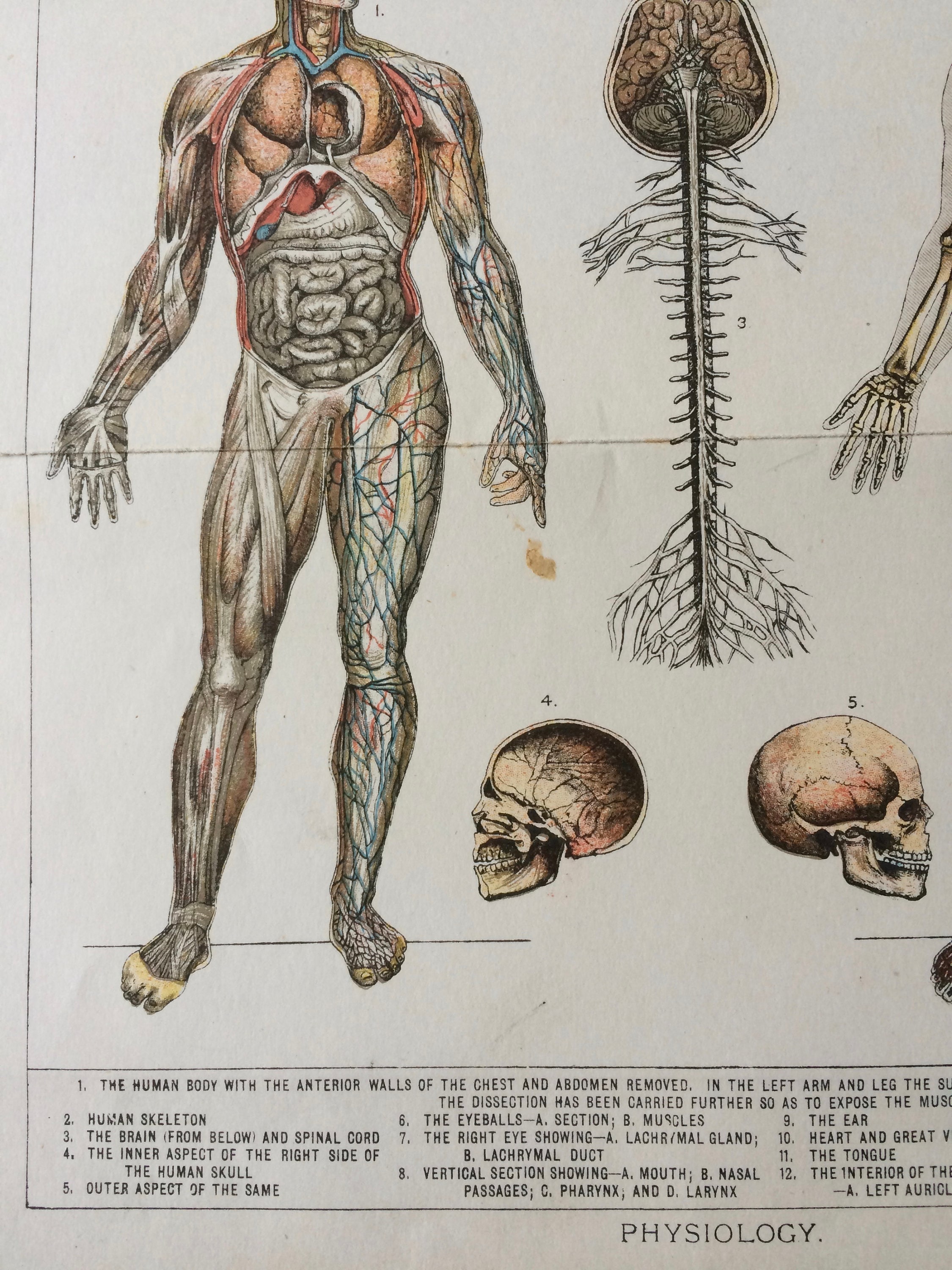 1900 Physiology Original Antique Lithograph 9 X 13 Inches Anatomy