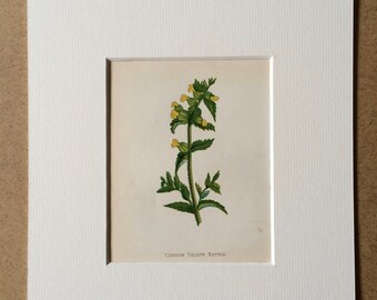 1852 Original Antique Hand-Coloured Anne Pratt Botanical Illustration - Common Yellow Rattle - Flower - Botany - Garden - Available Framed