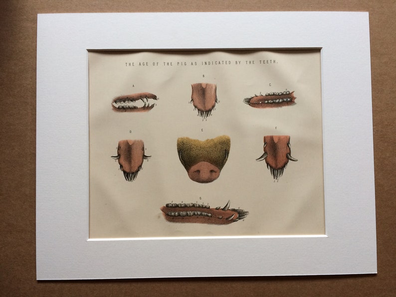The Age of the Pig as indicated by its teeth Animal Anatomy 1880 Large Original Antique Matted Lithograph Veterinary Science