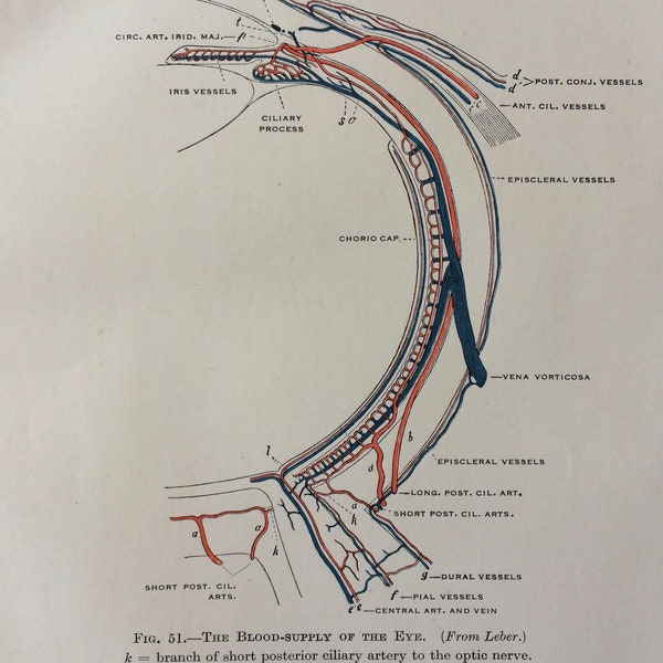 1948 Original Vintage Matted Anatomical Print - Anatomy of the Eye - Ophthalmology - Optometry - Gift for Optometrist - Ophthalmologist