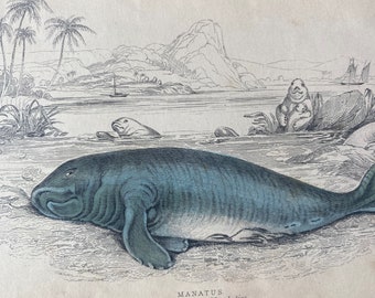 1839 Manatee - Manatus - The Manatu of the West Indies Original Antique Hand-Coloured Engraving - Jardine - Marine Wildlife