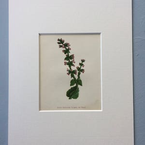 1852 Original Antique Hand-Coloured Anne Pratt Botanical Illustration - Wild English Clary or Sage - Wild Flower - Botany - Decorative Art