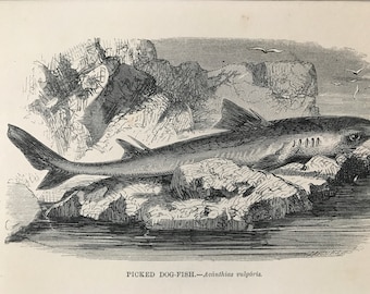 1863 Picked Dog Fish Original Antique Print - Fish Illustration - Marine Decor - Mounted and Matted - Available Framed