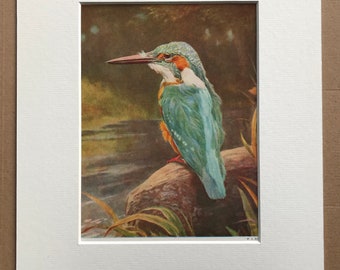 1940s Kingfisher Original Vintage Print - Mounted and Matted - Ornithology - Vintage Bird Art - Available Framed