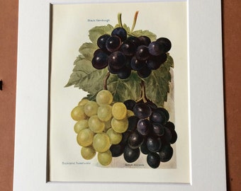 1924 Grape Varieties Original Vintage Fruit Print - Country Kitchen Decor - Wine - Culinary Gift - Mounted and Matted - Available Framed