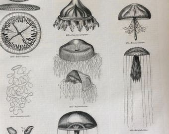 1856 Large Original Antique Jellyfish Engraving - Marine Species - Wildlife -  Jellyfish Varieties -  Wall Decor - Zoology - Natural History