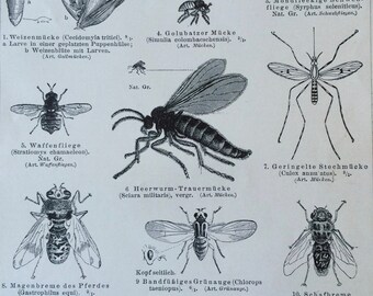 1897 Flies Original Antique Print - Mounted and Matted - Fly - Insect - Entomology - Wildlife Decor - Available Framed