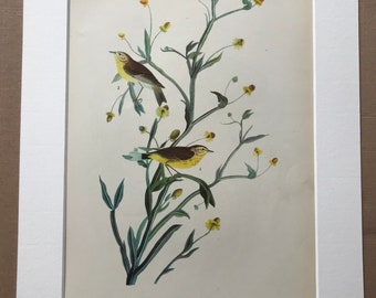 1937 Yellow Palm Warbler Original Vintage Audubon Print - Mounted and Matted - Available Framed - Bird Art - Vintage Decor, Ornithology