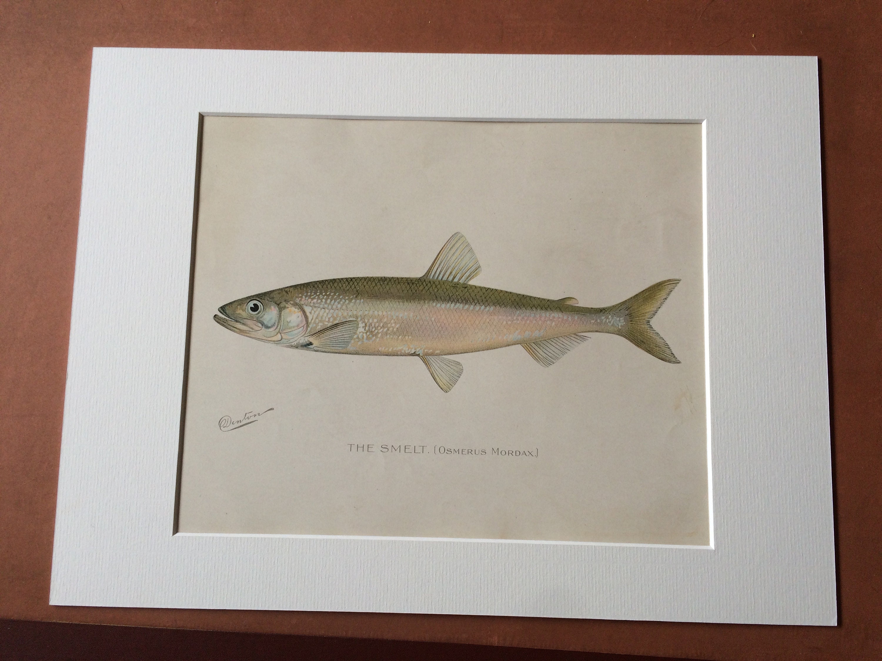 1902 the Smelt osmerus Mordax Original Antique Print S. F. - Etsy UK
