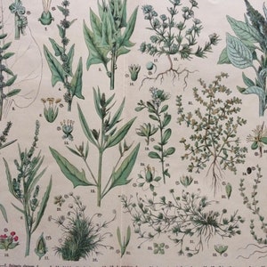 Litografía botánica antigua original de gran tamaño de 1890 - Impresión botánica - Botánica - Plantas - Arte botánico - Amaranto