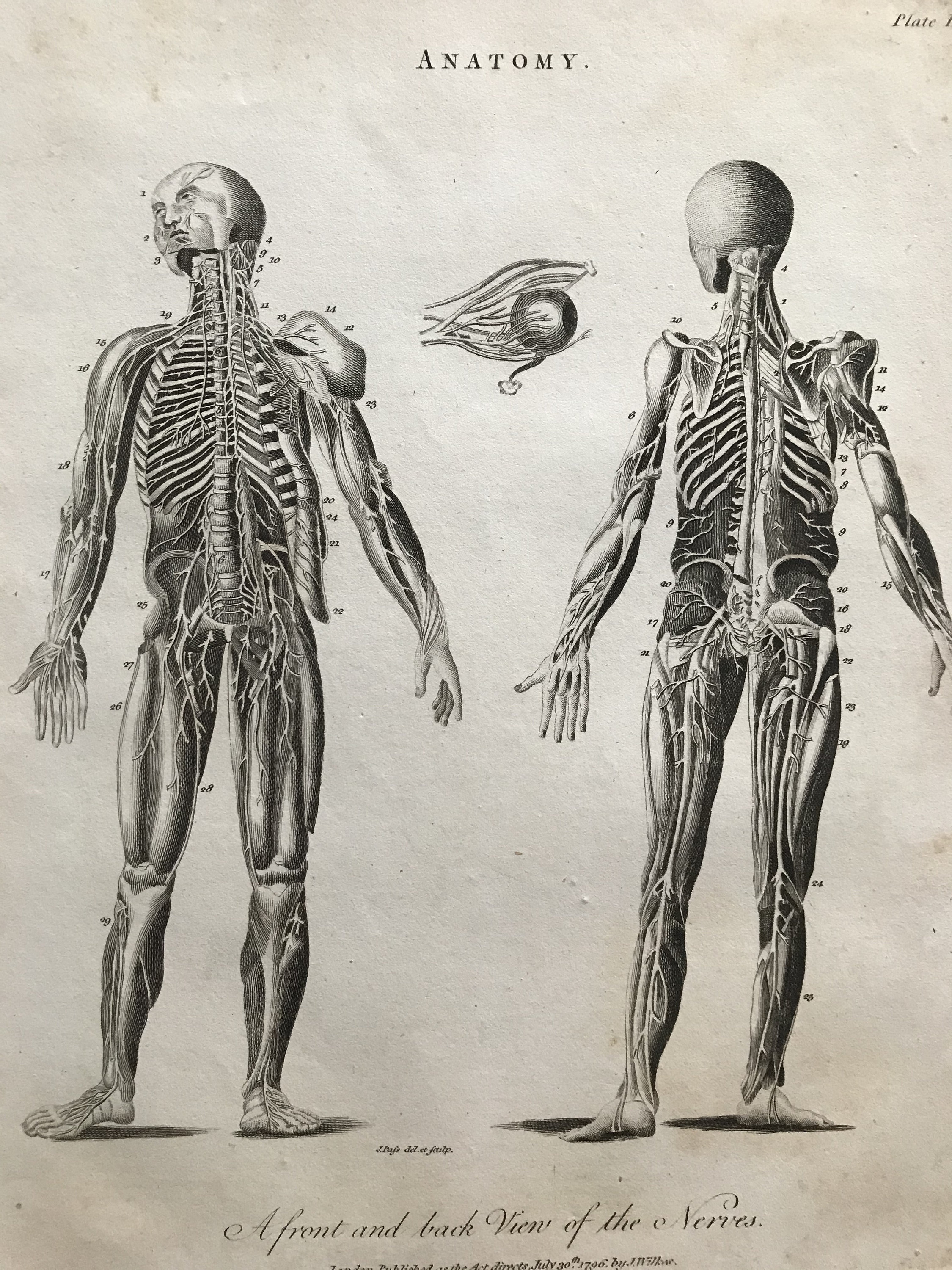 1810 Front and Back View of the Nerves Original Antique Copperplate ...