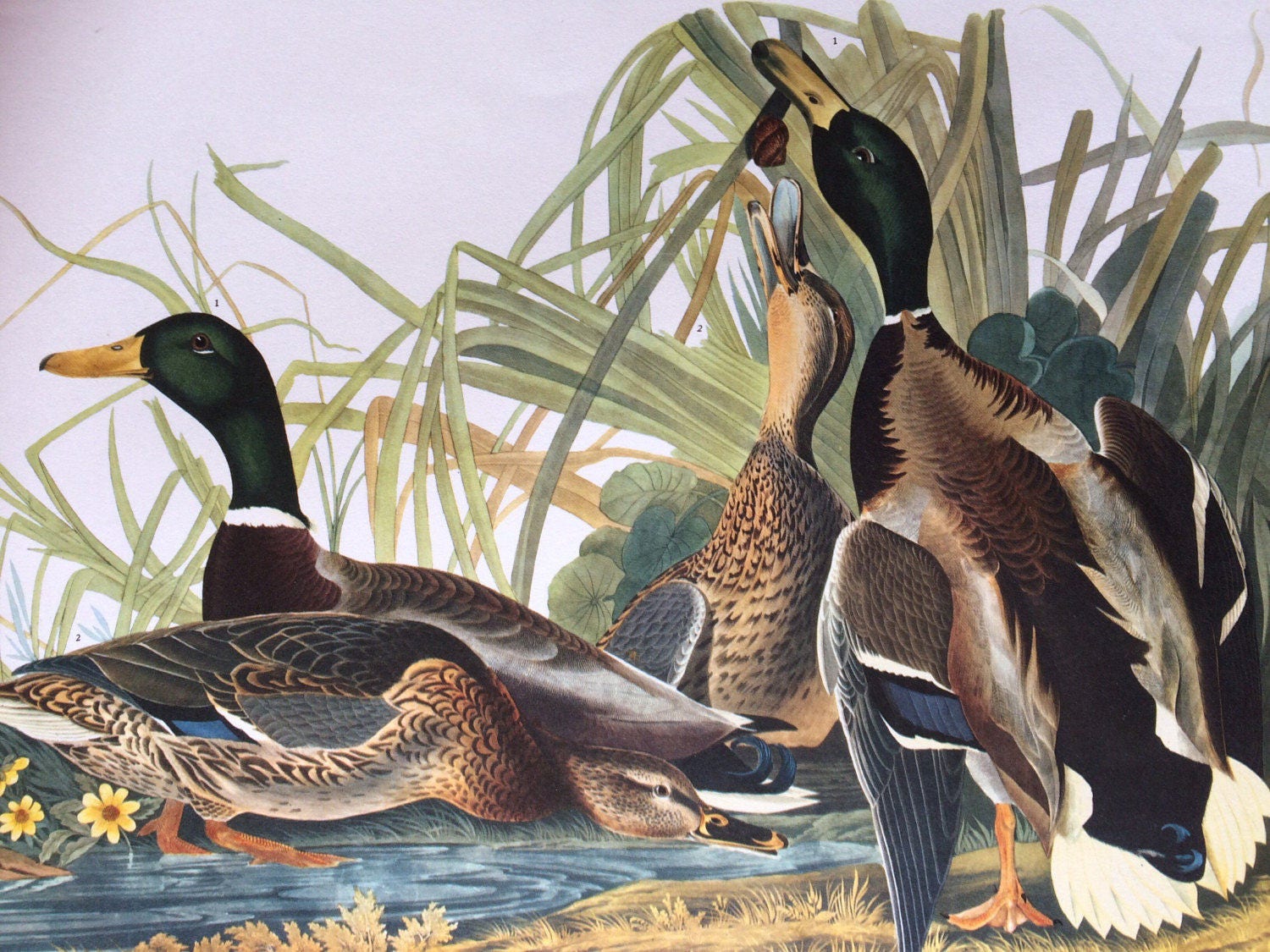 MALLARD DUCK Large Original Vintage 1964 Audubon Print, 14 x 17 inches