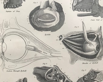 1875 Original Antique Matted Engraving - Anatomy - Organs of Sense - Eye - Eye - Nose - Medical Decor - Matted & Available Framed