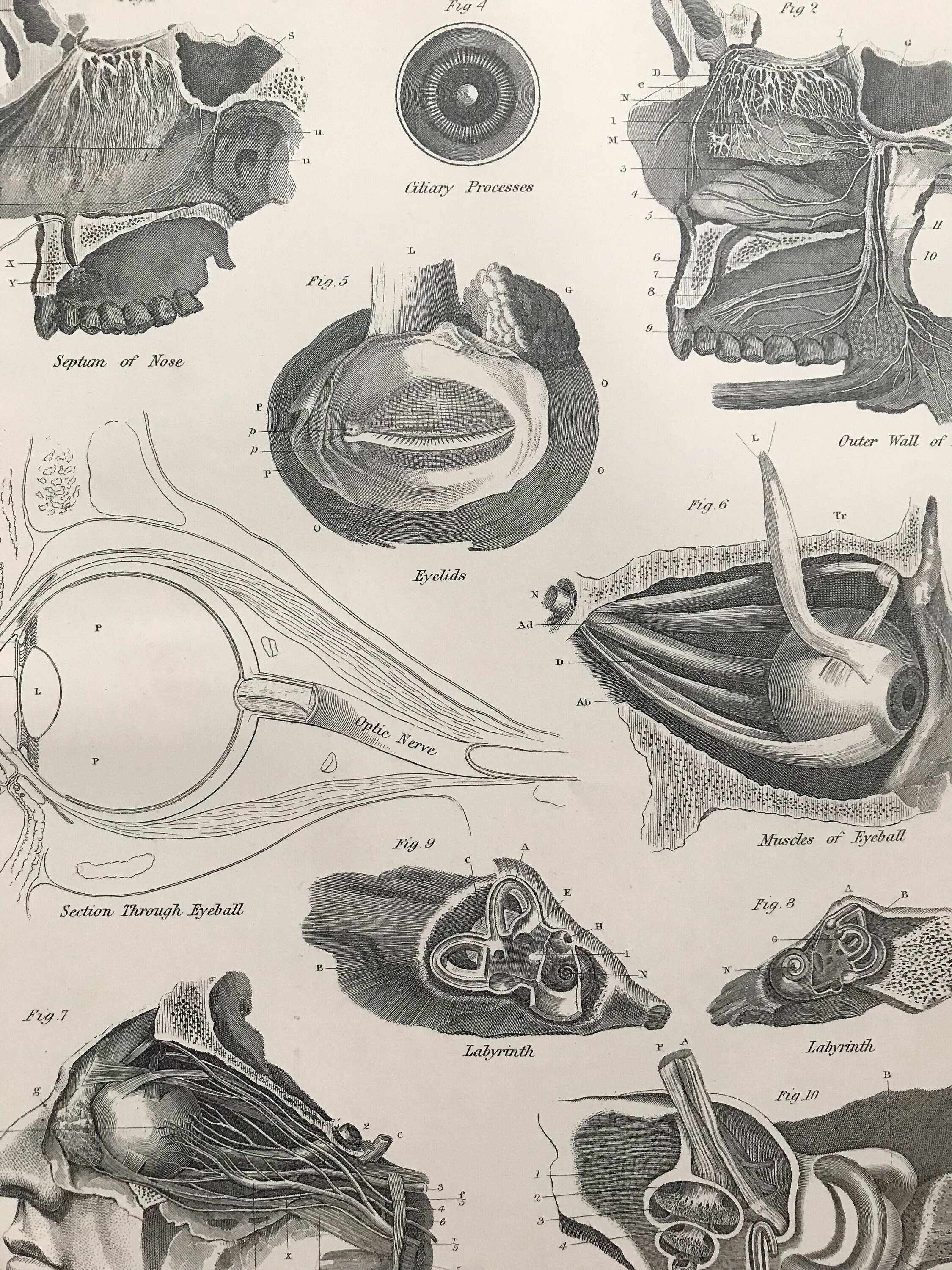 1875 Original Antique Matted Engraving Anatomy Organs of | Etsy