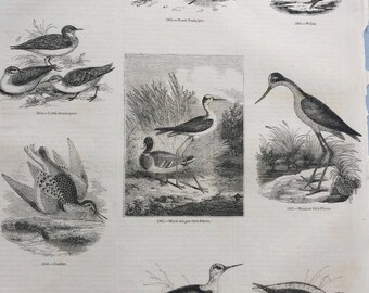 1856 Large Original Antique Bird Engraving - Marsh Sandpiper, Willet, Dunlin, Stilt-Plover, Avocet, Knot - Ornithology - Wall Decor