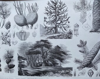 1869 Trees Large Original Antique Illustration - Monkey Puzzle, Scots Pine, Larch, Cedar - Botanical Art - Mounted and Matted