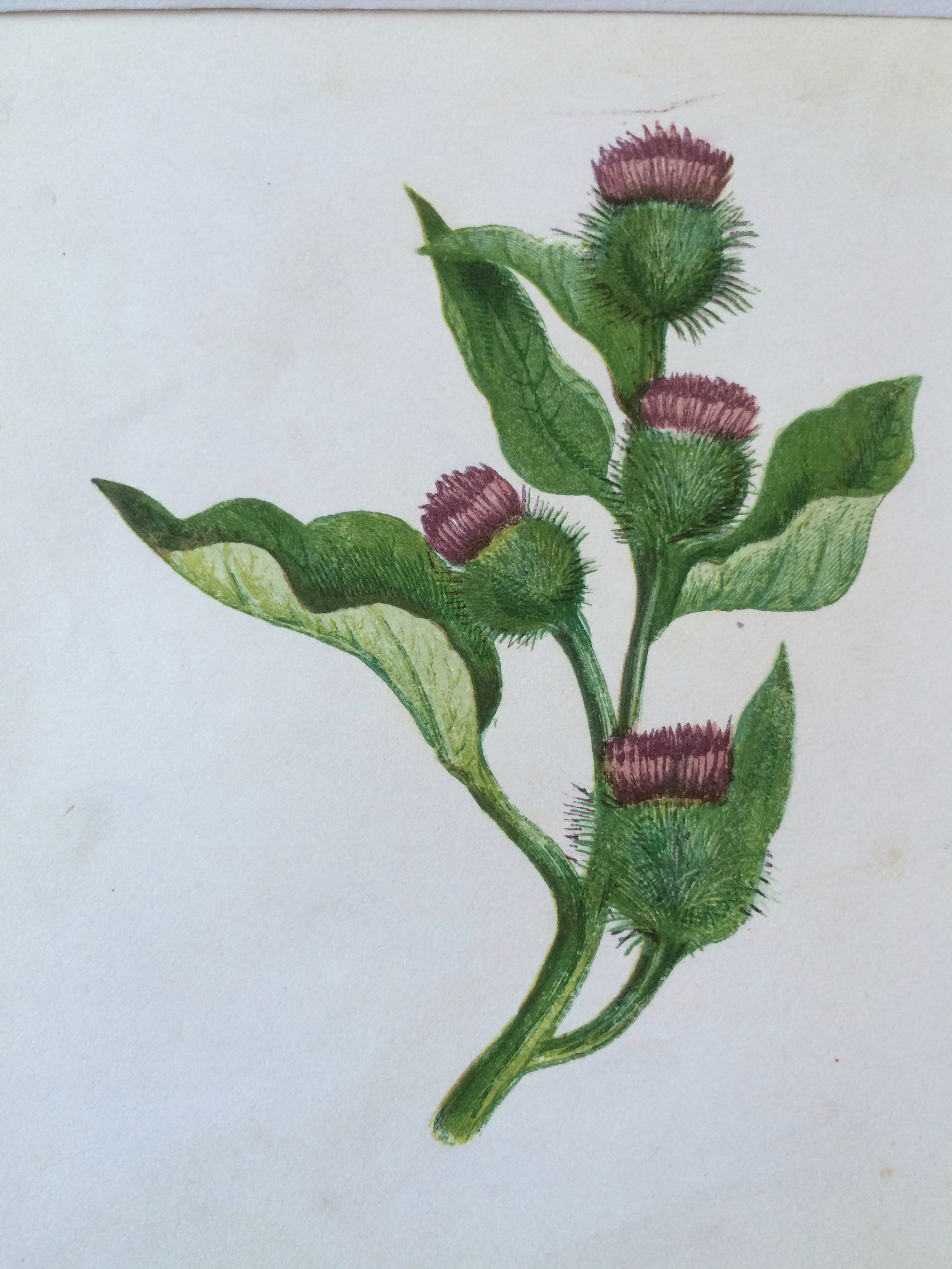 1852 Original Antique Hand-Coloured Anne Pratt Botanical