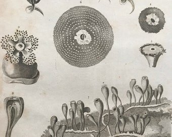 1810 Animal Flowers or Flower Fish Original Antique Copperplate Engraving - Mounted and Matted - Marine Decor - Decorative Art - Framed