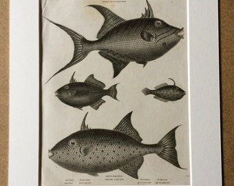 1819 Filefish Varieties Original Antique Engraving - Available Mounted and Matted - Ichthyology - Framed Art - Fish - Marine Species