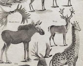 1806 Cervus -  Deer, Elk, Moose, Giraffe Original Antique Engraving - Encyclopaedia - Mounted and Matted - Available Framed