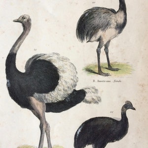 1862 Ostrich Nandu Cassowary Original Antique Hand Coloured Engraving Available Mounted, Matted and Framed Ornithology image 1