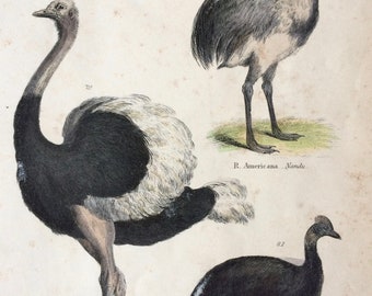 1862 Ostrich - Nandu - Cassowary Original Antique Hand Coloured Engraving - Available Mounted, Matted and Framed - Ornithology