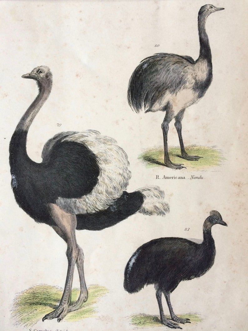 1862 Ostrich Nandu Cassowary Original Antique Hand Coloured Engraving Available Mounted, Matted and Framed Ornithology image 1