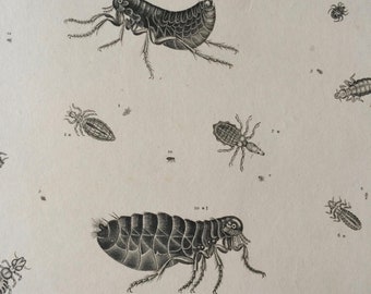 1819 Original Antique Engraving - Vintage Insect Art - Flea - Louse - Entomology - Available Matted and Framed