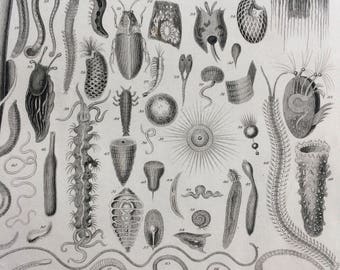 1852 Original Antique Engraving - Echinodermata, Acalepha, Infusoria, Entozoa - Wildlife - Natural History - Zoology - Marine Species
