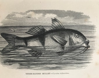 1863 Three-banded Mullet Original Antique Print - Fish Illustration - Marine Decor - Mounted and Matted - Available Framed