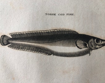 1812 Torsk Cod Fish Original Antique Engraving - Ichthyology - Fish Art - Fishing Cabin Decor - Available Framed