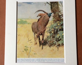 1930s Roan Antelope Original Vintage Print - Mounted and Matted - Available Framed - Ungulate Animal - Wildlife
