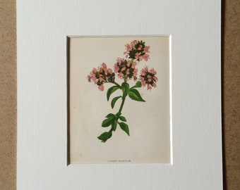 1852 Original Antique Hand-Coloured Anne Pratt Botanical Illustration - Common Marjoram - Flower - Botany - Available Framed