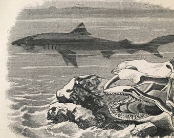 1863 Blue Shark Original Antique Print - Fish Illustration - Marine Decor - Mounted and Matted - Available Framed
